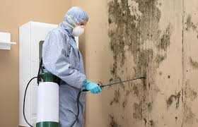 Best Black Mold Removal  in Shady Hollow, TX